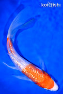 9.25" GINRIN KOHAKU BUTTERFLY