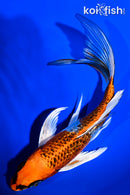 6.75" GINRIN KUJAKU BUTTERFLY