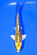 4.75" GINRIN KUJAKU
