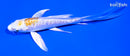 4.75" DOITSU LEMON HARIWAKE BUTTERFLY