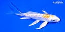 4.75" DOITSU LEMON HARIWAKE BUTTERFLY