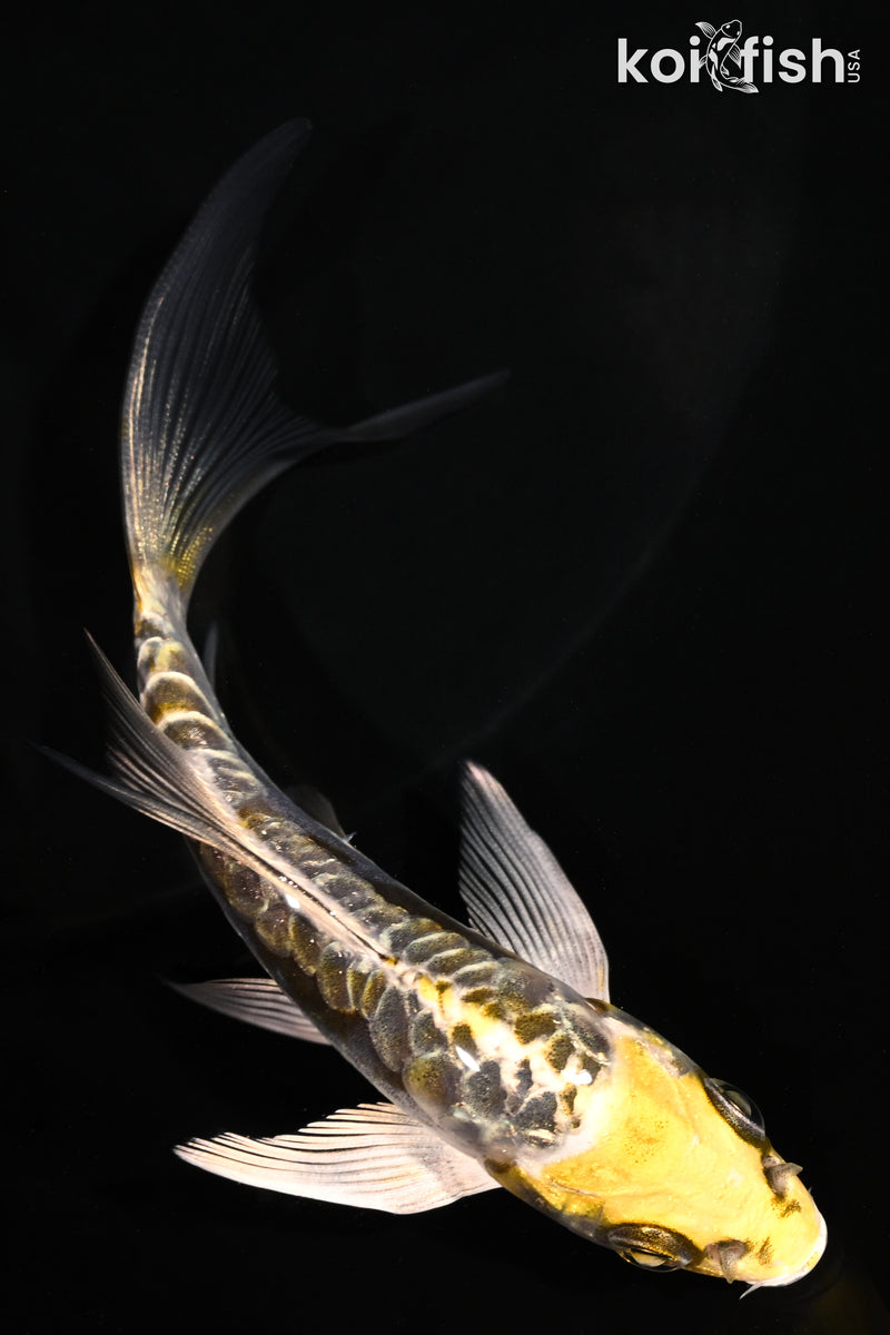 4.5" KIN KIKOKURYU BUTTERFLY