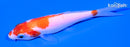 4.25" KOHAKU