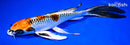9.75" KUJAKU BUTTERFLY