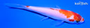 4.25" KOHAKU