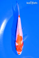 4.25" KOHAKU