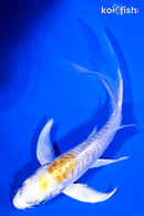 4.75" DOITSU LEMON HARIWAKE BUTTERFLY