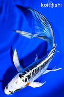 7" ARAGOKE BENI KIKOKURYU BUTTERFLY