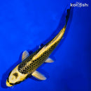 6.75" KI MATSUBA
