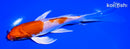 7" HARIWAKE BUTTERFLY