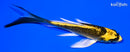 5.5" KI MATSUBA BUTTERFLY