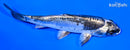 4.5" KIKOKURYU