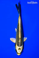 6.75" KI MATSUBA