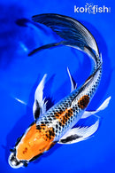 9.75" KUJAKU BUTTERFLY