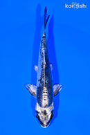 4.5" KIKOKURYU