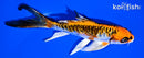6.5" DOITSU KUJAKU BUTTERFLY