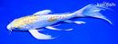 9.5" DOITSU HARIWAKE BUTTERFLY