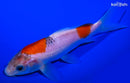 6.5" GOSHIKI