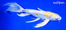 9.5" DOITSU HARIWAKE BUTTERFLY