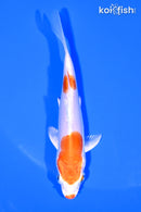 4.25" KIKUSUI