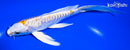 7" DOITSU LEMON HARIWAKE BUTTERFLY