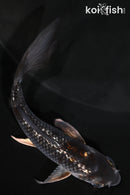 4" GINRIN OCHIBA SHIGURE BUTTERFLY