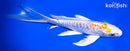 7" DOITSU LEMON HARIWAKE BUTTERFLY
