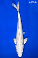 9" PLATINUM OGON