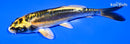4.75" KIN KIKOKURYU