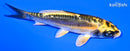4.75" KIN KIKOKURYU