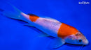 6.5" GOSHIKI
