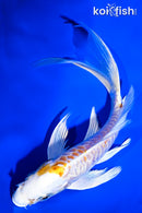 7" DOITSU LEMON HARIWAKE BUTTERFLY