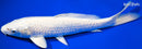 9" PLATINUM OGON