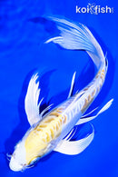 9.5" DOITSU HARIWAKE BUTTERFLY