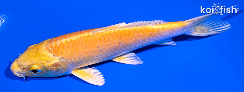 5.5" YAMABUKI OGON