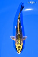 4.75" KIN KIKOKURYU
