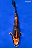 9.25" BENI KIKOKURYU
