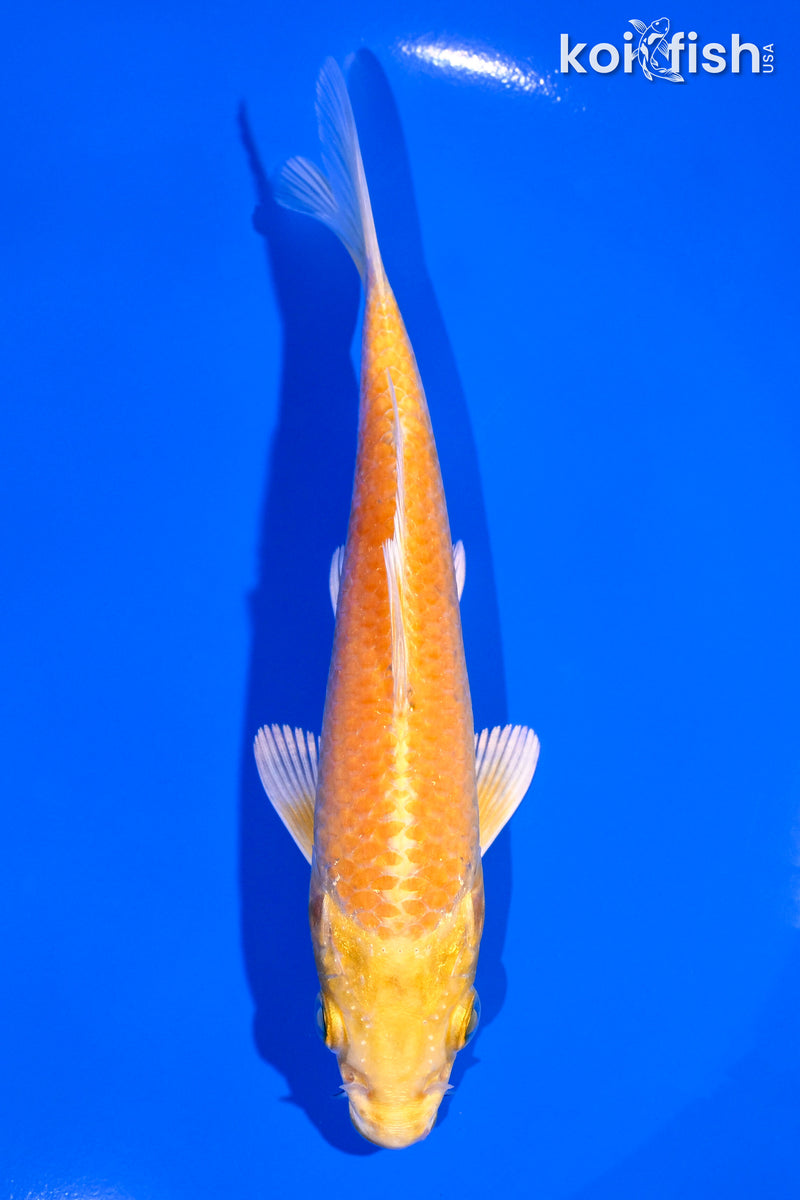5.5" YAMABUKI OGON