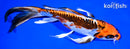 8.75" BENI KIKOKURYU BUTTERFLY