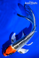 6.5" HOODED KUJAKU BUTTERFLY