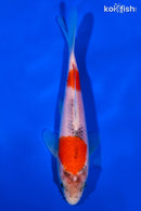 6.5" GOSHIKI