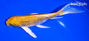 6.75" GINRIN YAMABUKI OGON BUTTERFLY