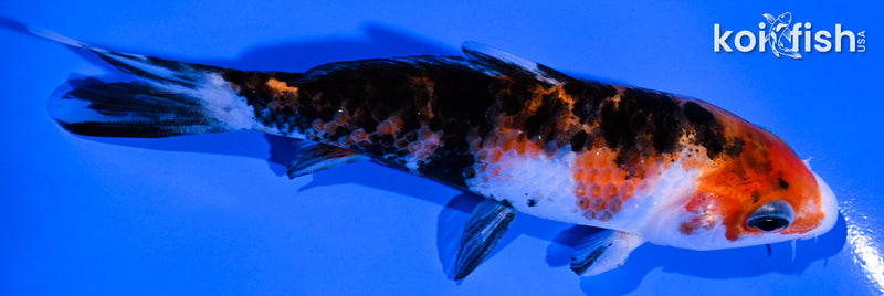 4.75" SANKE