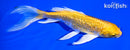 6.75" GINRIN YAMABUKI OGON BUTTERFLY