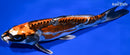 9.25" BENI KIKOKURYU
