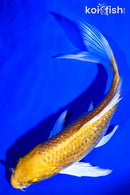 6.75" GINRIN YAMABUKI OGON BUTTERFLY