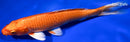 9" ORENJI OGON