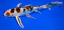 7.5" YAMATO NISHIKI BUTTERFLY