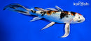 7.5" YAMATO NISHIKI BUTTERFLY