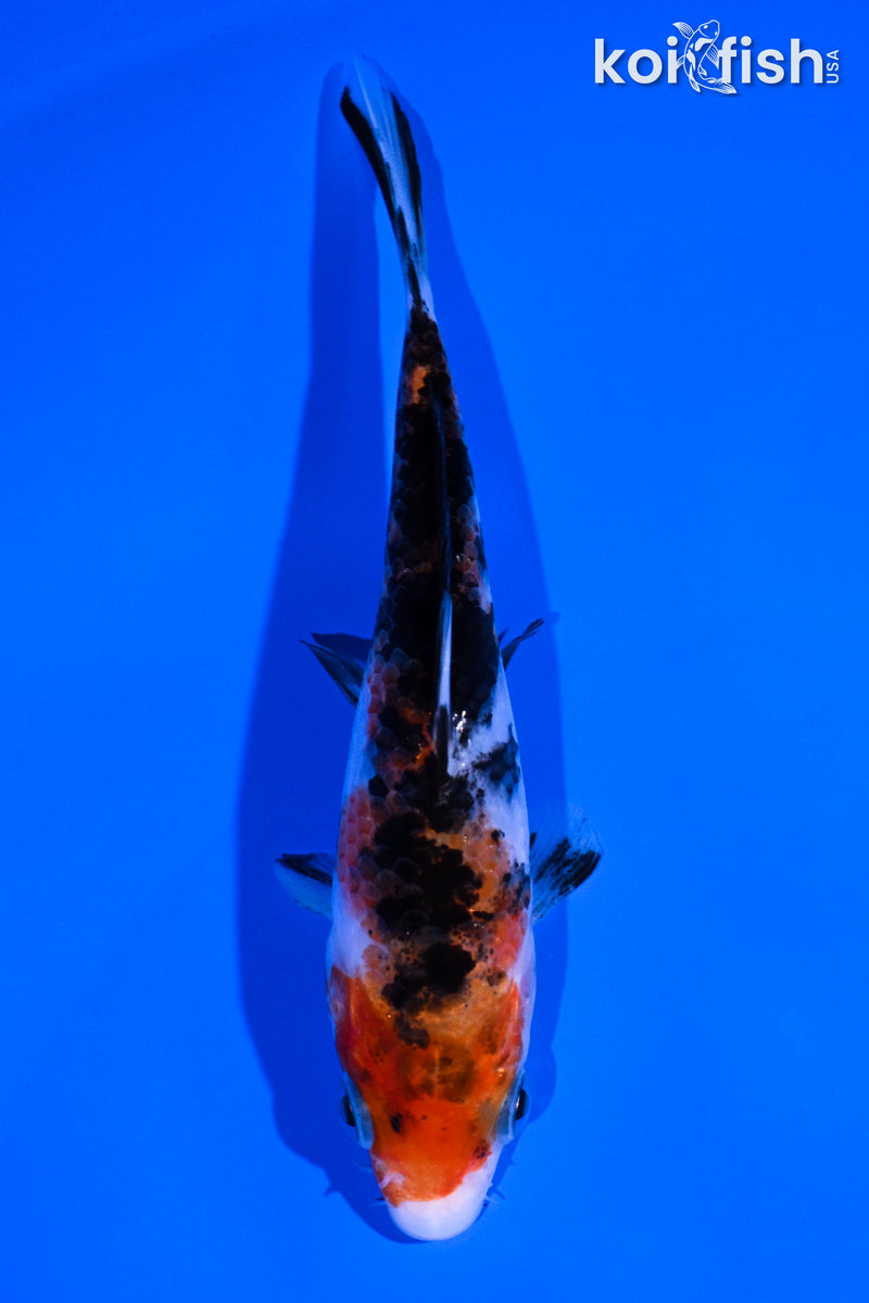 4.75" SANKE